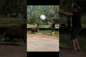 Баран Бося грає в новий м'яч #жителіоствиці #оствиця #басівкут #рівне #animals