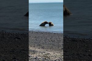 الدببة تلعب فى الماء Bears playing in the water