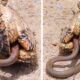 सांप गलत जानवर से उलझ गया | Craziest Animal Fights