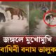 জঙ্গলে মুখোমুখি বাঘিনী-ভালুক | tiger vs bear fight | jungle animal fight | Kalbela