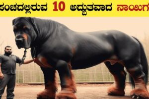 ಜಗತ್ತಿನಲ್ಲಿರುವ Cutest ನಾಯಿಗಳು | World's Most Cutest Dogs | Cutest Dog Breeds in Kannada