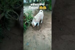 මෙහෙමත් විසයක් #මාර හෑරිල්ලක්නෙ ඒ#funnyvideo#playing dogs#animals#viralshort