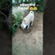 මෙහෙමත් විසයක් #මාර හෑරිල්ලක්නෙ ඒ#funnyvideo#playing dogs#animals#viralshort
