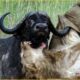10 Horrific Moments When Deadly Horns Crush Predators | Animal Fights