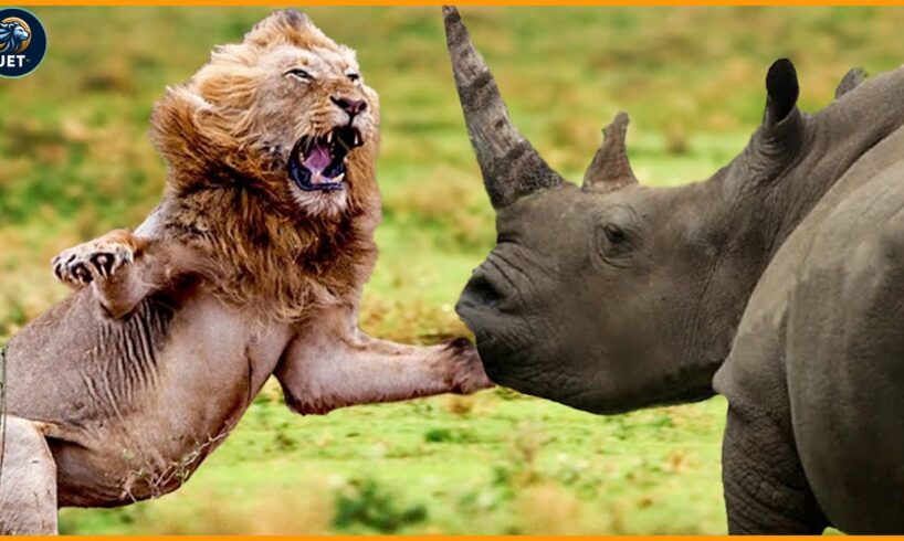 15 Heavy Battle Where Rhinos And Lions Take The Stage | Wild Animals