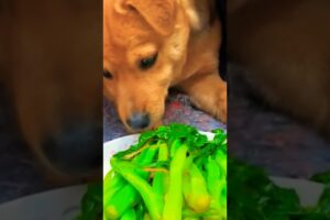 Cute puppies are eating their master