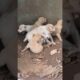 cute  puppies 🐶