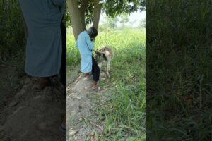 Oh no this Donkey are playing with the boy and first playing #shorts #viral