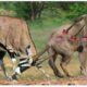 45 Painful Moments! Lion Was Injured While Fighting Antelope, Defeated By Ferocious Prey