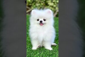5 PROBLEMS OF POMERANIAN #short #Pomeranian #dogsbiography