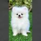 5 PROBLEMS OF POMERANIAN #short #Pomeranian #dogsbiography