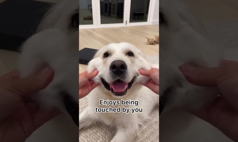 5 Signs your Dog Loves You!