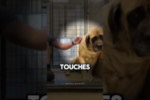 Abandoned Dog Is Crying.. 💔 (@adoptingdogs)