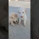 Abandoned Puppies Rescue #shorts #rescue #puppies #rescuepuppy #abandonedpuppy #puppy #fyp #viral