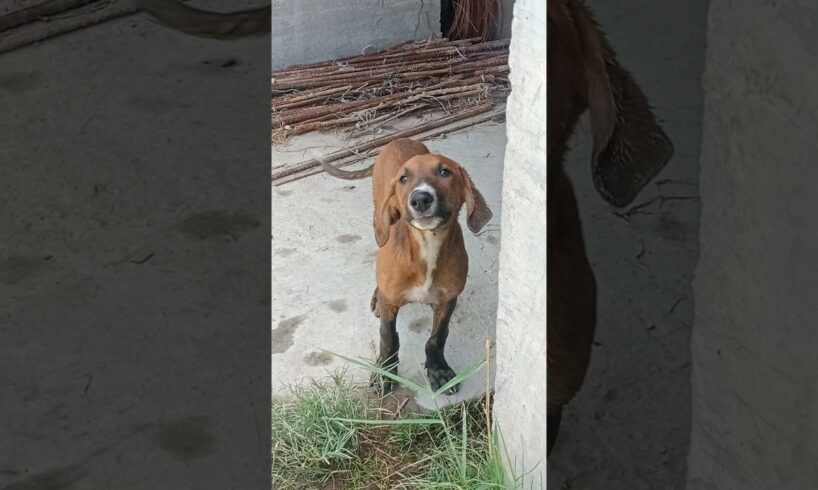 Abandoned Puppy Rescue 😭🛟#shorts #rescuedog #abandonedpuppy #puppyrescue #puppy #adopt #viral #fyp