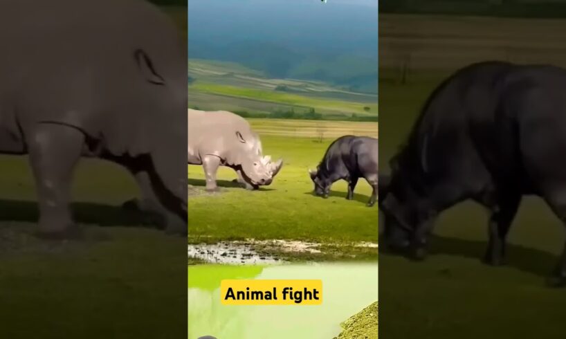 Animal Fight video shorts@chotahimachli7937