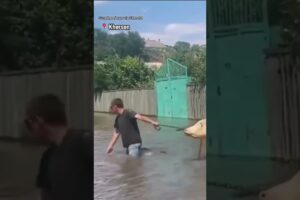 Animals rescued from flooding in Ukraine after dam collapses #shorts