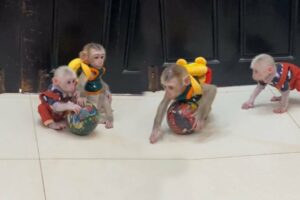 Baby monkey ICY and BRYYAN play Ball look so cute #cute #animals #animals #babymonkey #mongkey