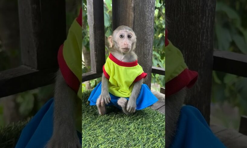 Baby sit play alone #shortvideo #cute #monkey #usa #animals #shorts #short