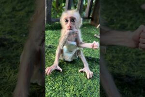 Baby sit play and sucking hands #shortvideo #cute #monkey #animals #shorts #short #baby