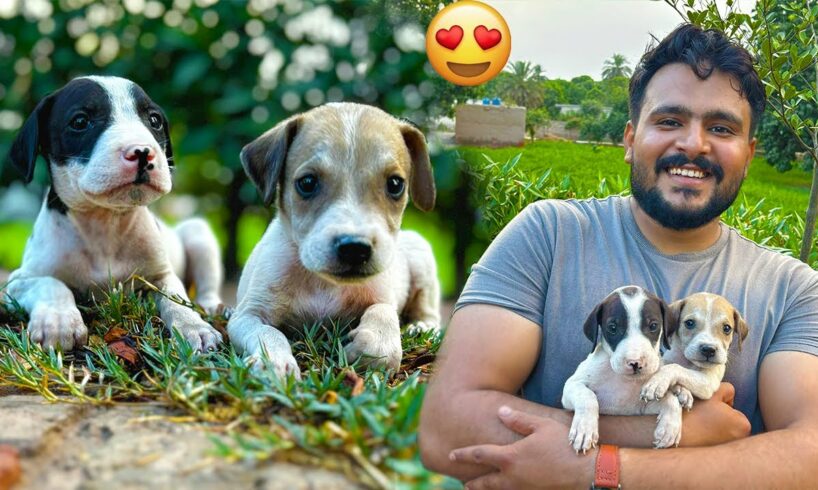 Billo 🐩 Se Cute Puppies Le Aye 😍