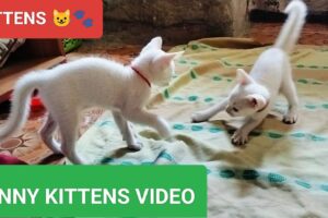 Cats video | kittens meowing | kittens playing | funniest animals | funny video of cats #funny#cats