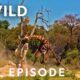 Cheating Death (Full Episode) | Animal Fight Night