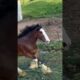 Clydesdale Stallion RUNNING and PLAYING! #shorts #clydesdale #draft #horse #stallion