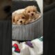 Cute 8 weeks old Maltipoo Puppies #cute #puppies #cutedog #short #dogs #maltipoo