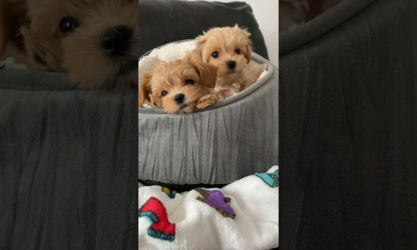 Cute 8 weeks old Maltipoo Puppies #cute #puppies #cutedog #short #dogs #maltipoo