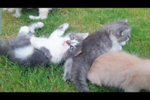 Cute Kittens playing Together | Funny Animals