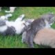 Cute Kittens playing Together | Funny Animals