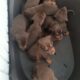 Cute Puppies | #shorts #youtubeshorts #ytshorts #shortvideo #cutedog #dog #puppies