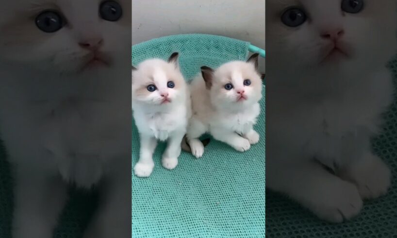 Cute kittens #cutepet #lovecats #cutest #kitten