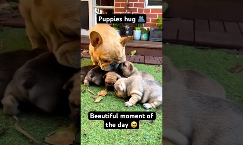 Cute puppies hugs mom 🫂❤️#shorts #frenchbulldog #dog