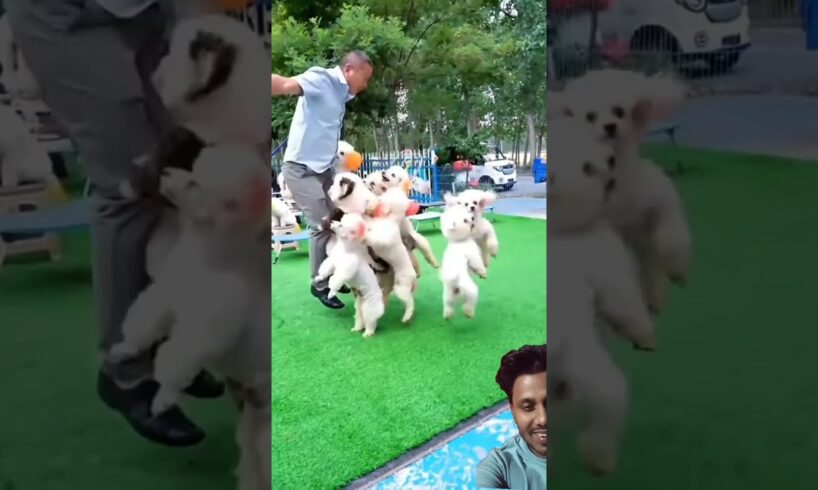 Cute puppies jumping.#ytshortsvideo #puppy #dog #pets #poodle #funny #funnyanimalsvideo