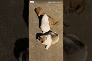 Cute puppies।  Cute dogs 2024 #doglife #pets #doglovers #dog #dogoftheday #puppy