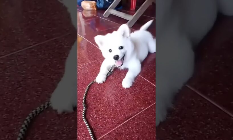 Cutest Puppy 🐶 #dog #youtubeshorts #cutedoglovers