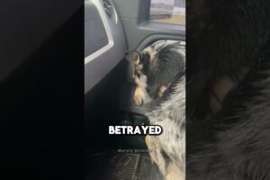 Dog Crying To His Owner 💔