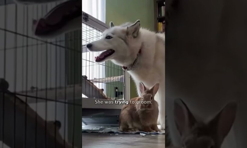 Dog thinks she's a rabbit