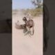 Donkeys #youtubeshorts #animals