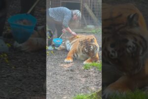 Don’t play with me ! #lion #tiger #bigcat #chat #normandie