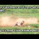 Fight for Territory Between Lion Vs Hyenas And Tragic Ending Happened! Animal Fights