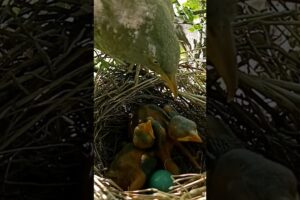 Fowl Play: Cuckoo's Chick Tries to Dump the Load #shorts