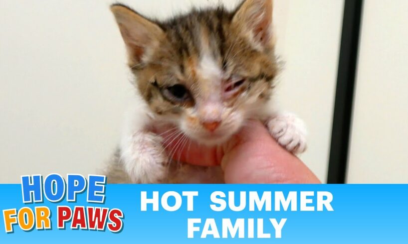 Frightened kittens were happy to be rescued by Hope For Paws - life is good now! 😻