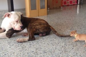 Funny Dogs And Adorably Cute Puppies | You Want To See This!