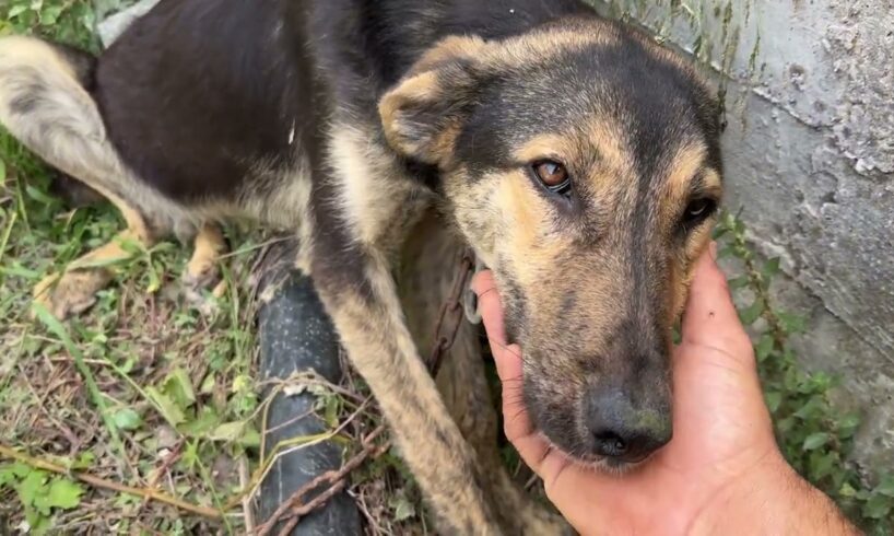 Going to Rescue the Dog who got Beaten and Left Behind - Takis Shelter