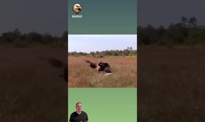 Hen attack Eagle #wildlife #theeagle #bigcats #eaglefight #wildlifefight #wildanimals #animals