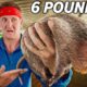I Ate a Giant Rat in Cambodia!! Exposing Exotic Meat Farms!