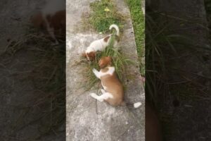 I Saw Cute Puppies #shorts #cute